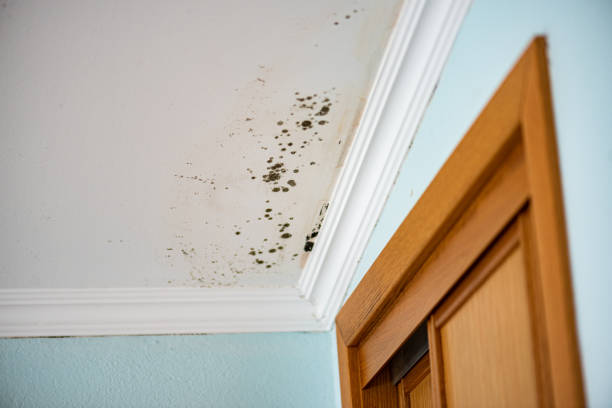 Best DIY Mold Remediation Support Services in Waupun, WI