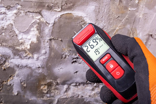 Best Basement Mold Remediation in Waupun, WI