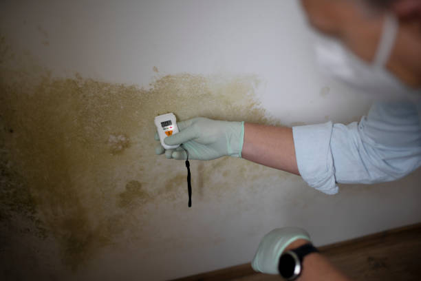 Professional Mold Remediation in Waupun, WI
