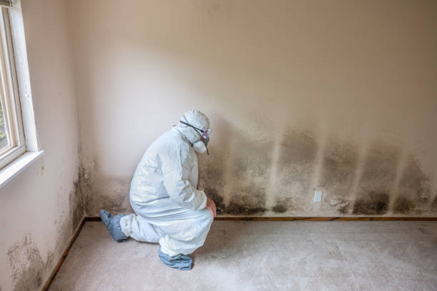 Best Black Mold Remediation in Waupun, WI