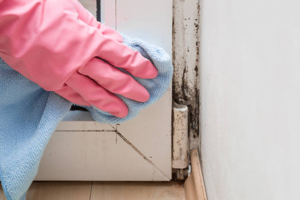 Best Bathroom Mold Remediation in Waupun, WI